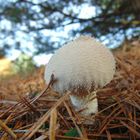 Flaschenstaeubling (Lycoperdon perlatum)