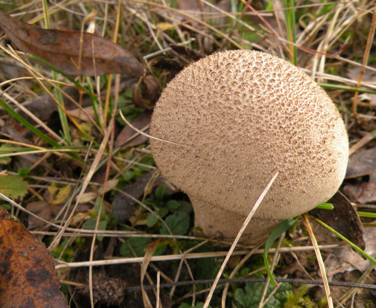 Flaschenstäubling. Lycoperdon perlatum