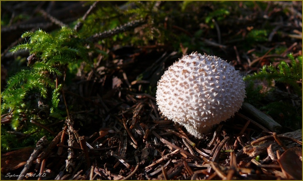 Flaschenstäubling (Lycoperdon perlatum)