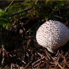 Flaschenstäubling (Lycoperdon perlatum)