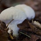 Flaschenstäubling (Lycoperdon perlatum syn. L. gemmatum)