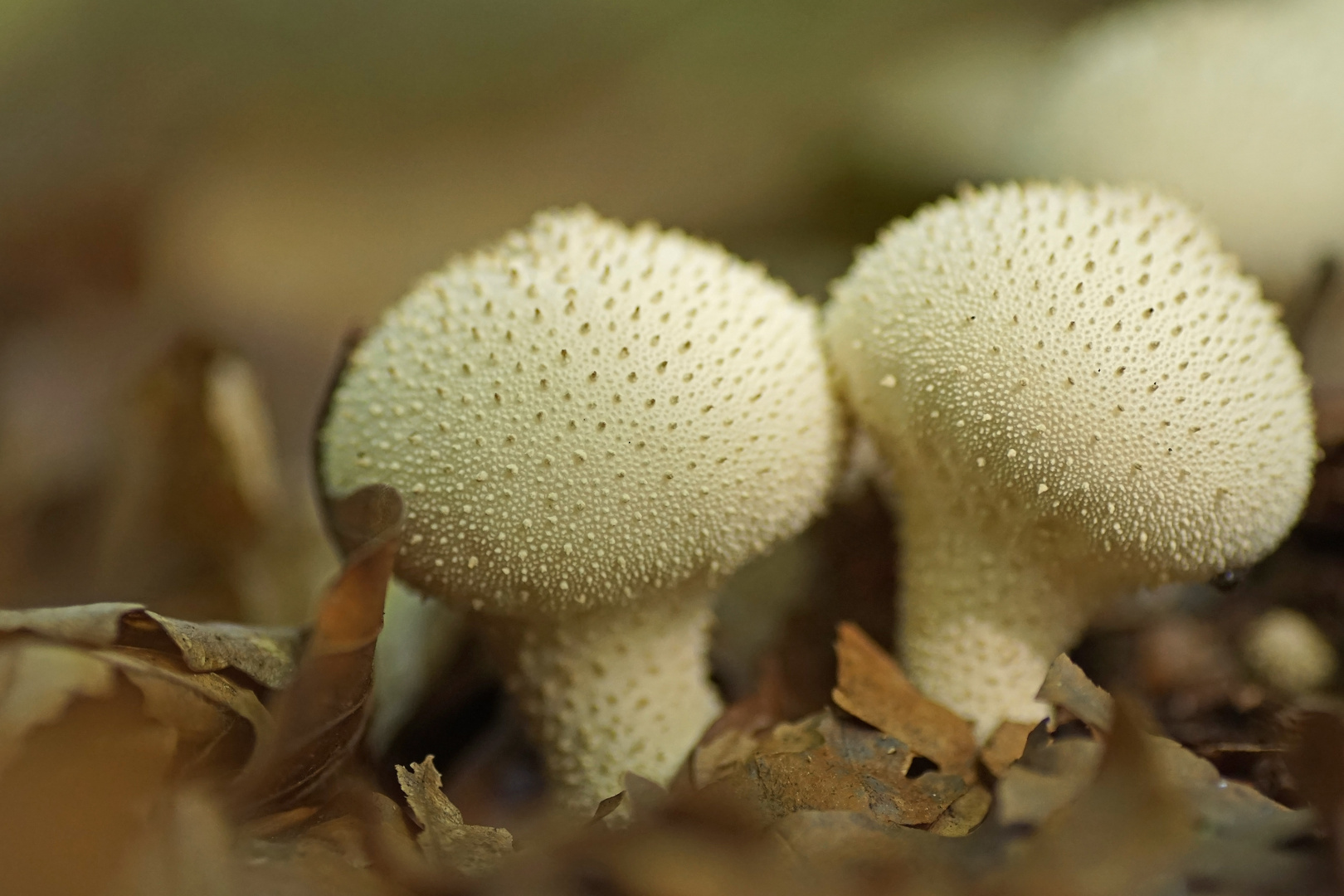 Flaschenstäublinge (Lycoperdon perlatum)