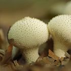 Flaschenstäublinge (Lycoperdon perlatum)