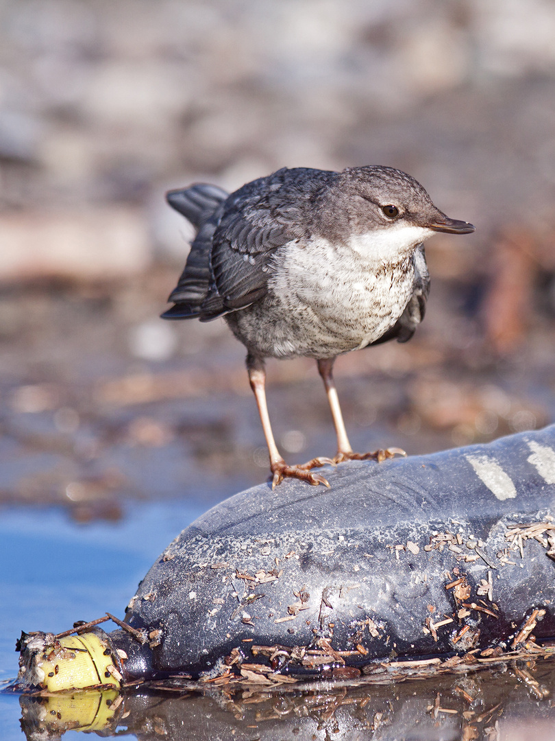 Flaschenvogel 1