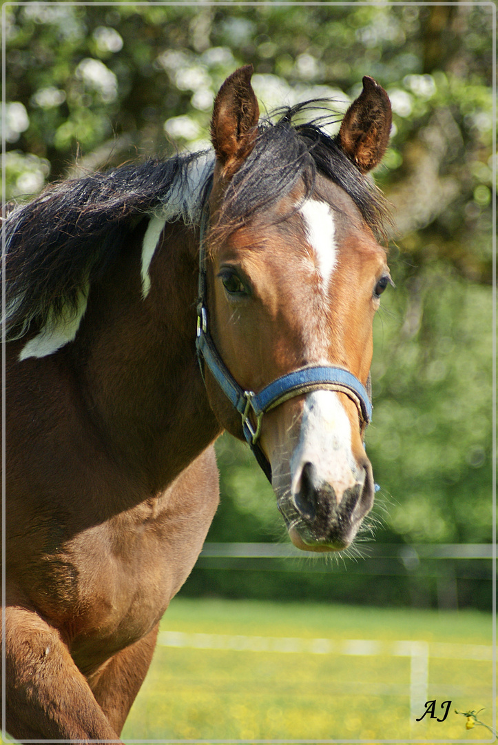 Flash, 1Jahr alt