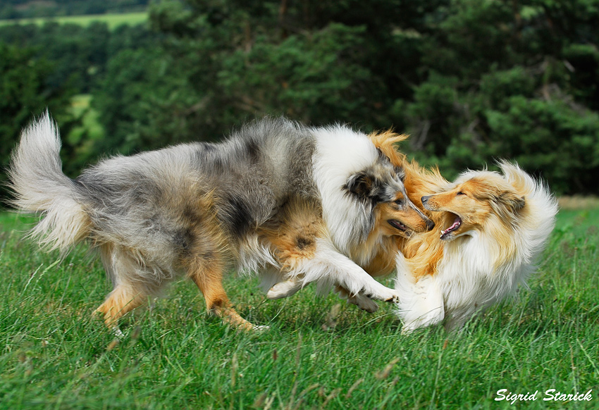 Flash und Sanja