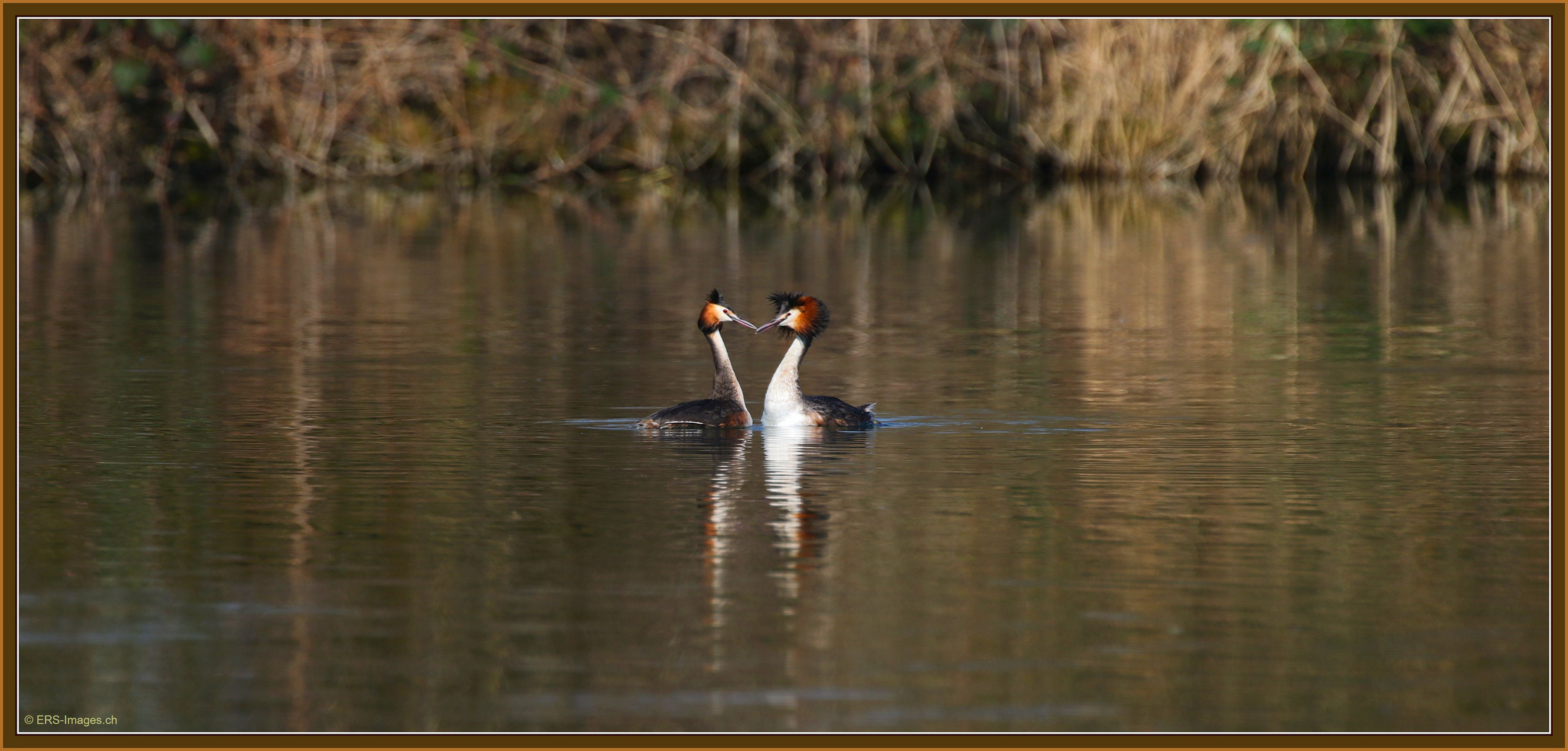 Flashdance?.. Grèbes huppées  Flachsee Rottenschwil 2019-03-31 100 Podiceps cristatus ©