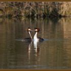 Flashdance?.. Grèbes huppées  Flachsee Rottenschwil 2019-03-31 100 Podiceps cristatus ©