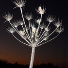 Flashlit Flowerhead