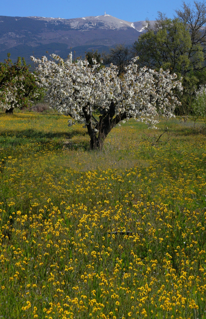 FLASSAN - LES HERBES D'OR AU VENTOUX