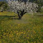 FLASSAN - LES HERBES D'OR AU VENTOUX