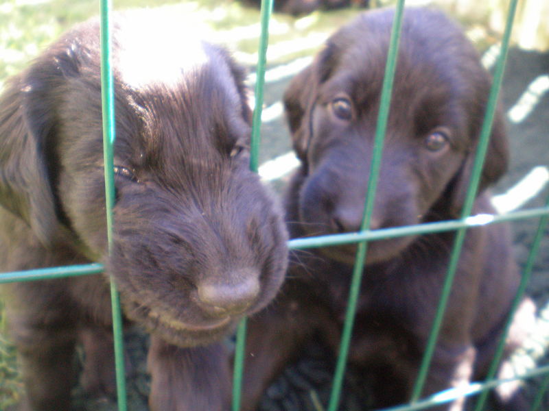 Flat caoated retrivers