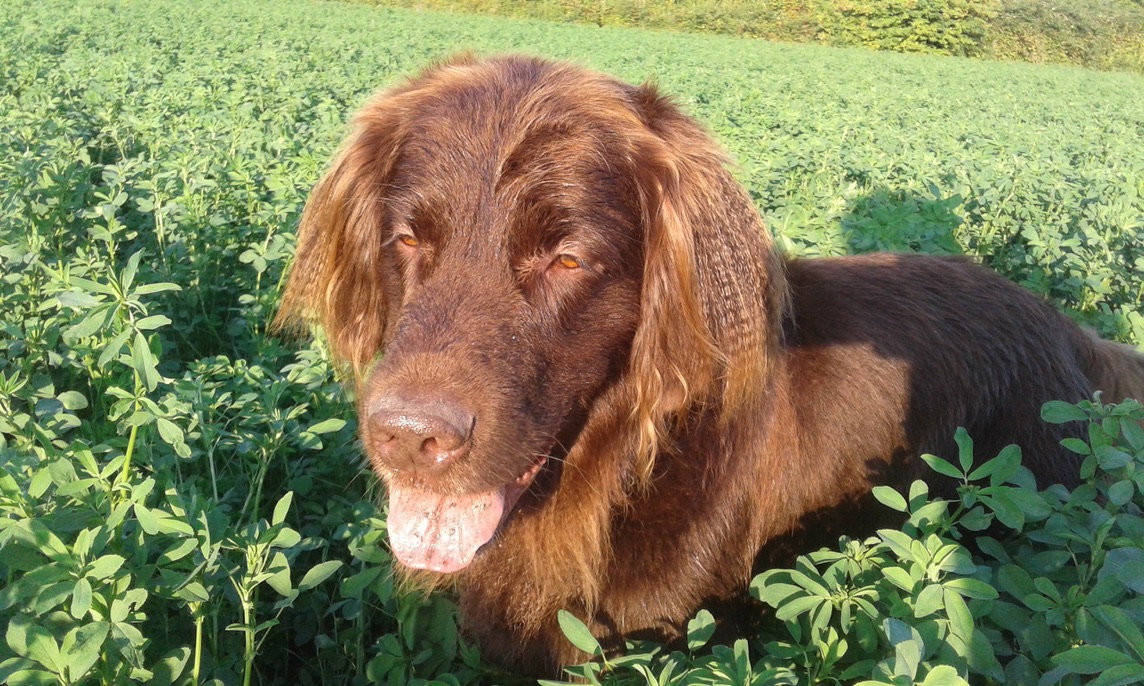 flat coated retriever