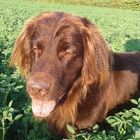 flat coated retriever