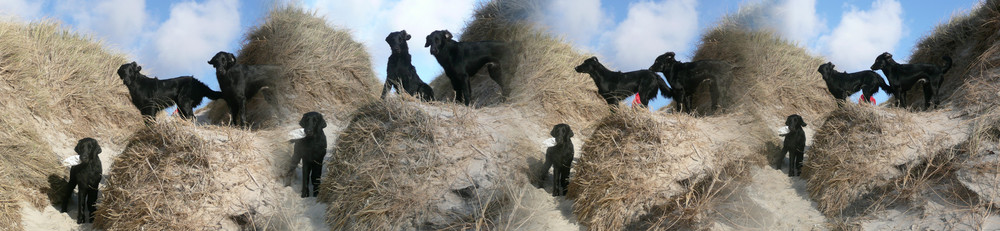 Flat coated Retriever