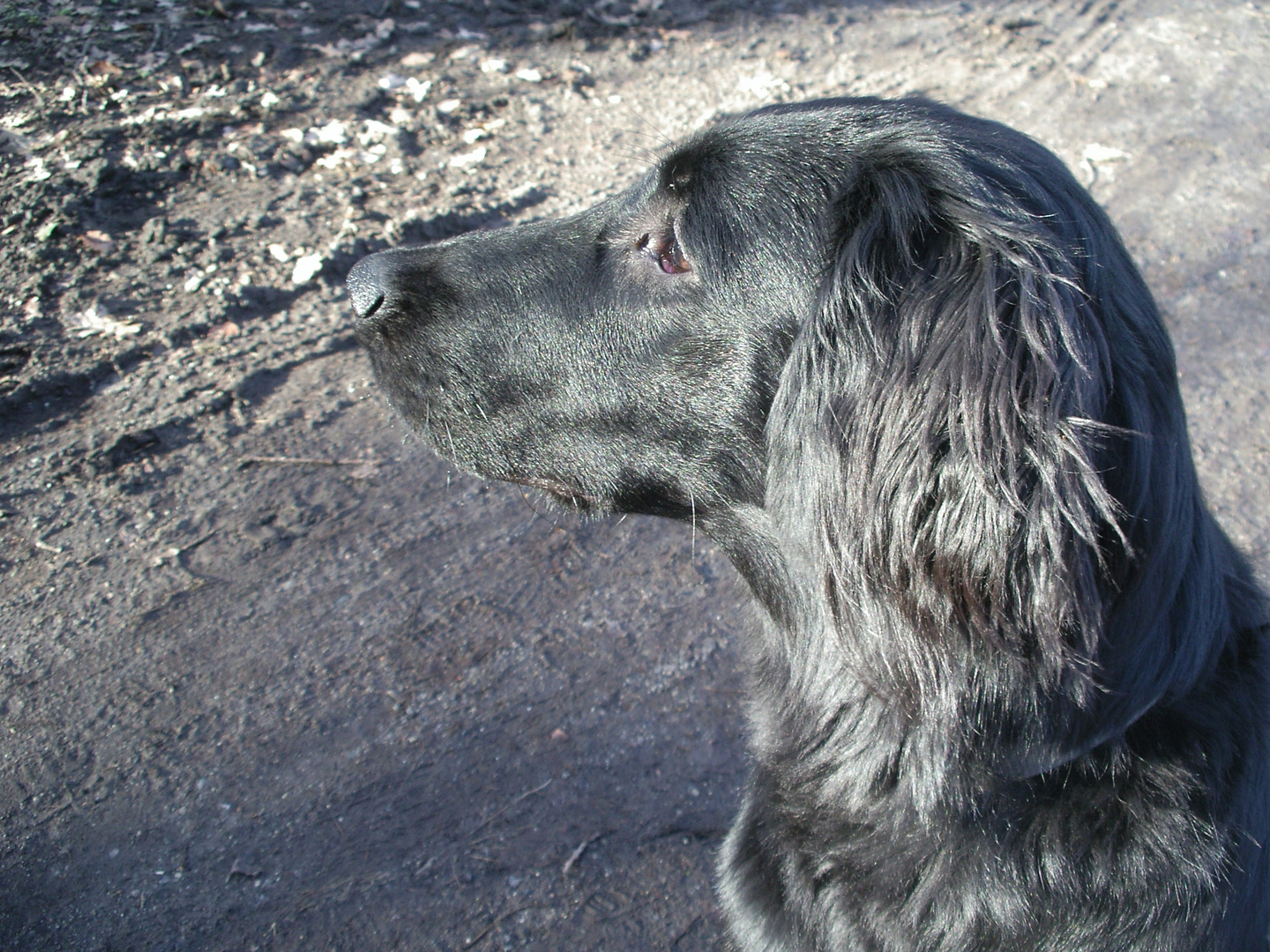 Flat Coated Retriever