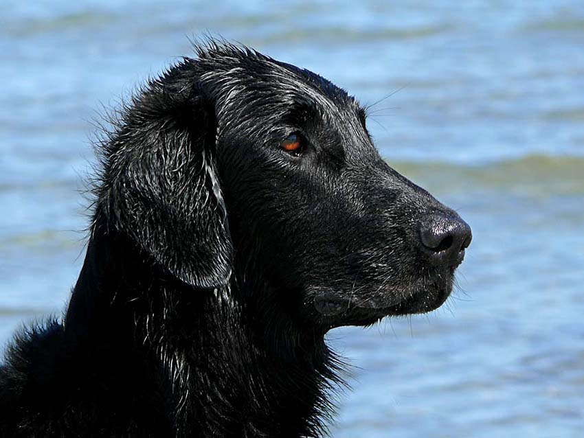 Flat Coated Retriever