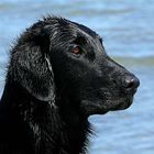 Flat Coated Retriever