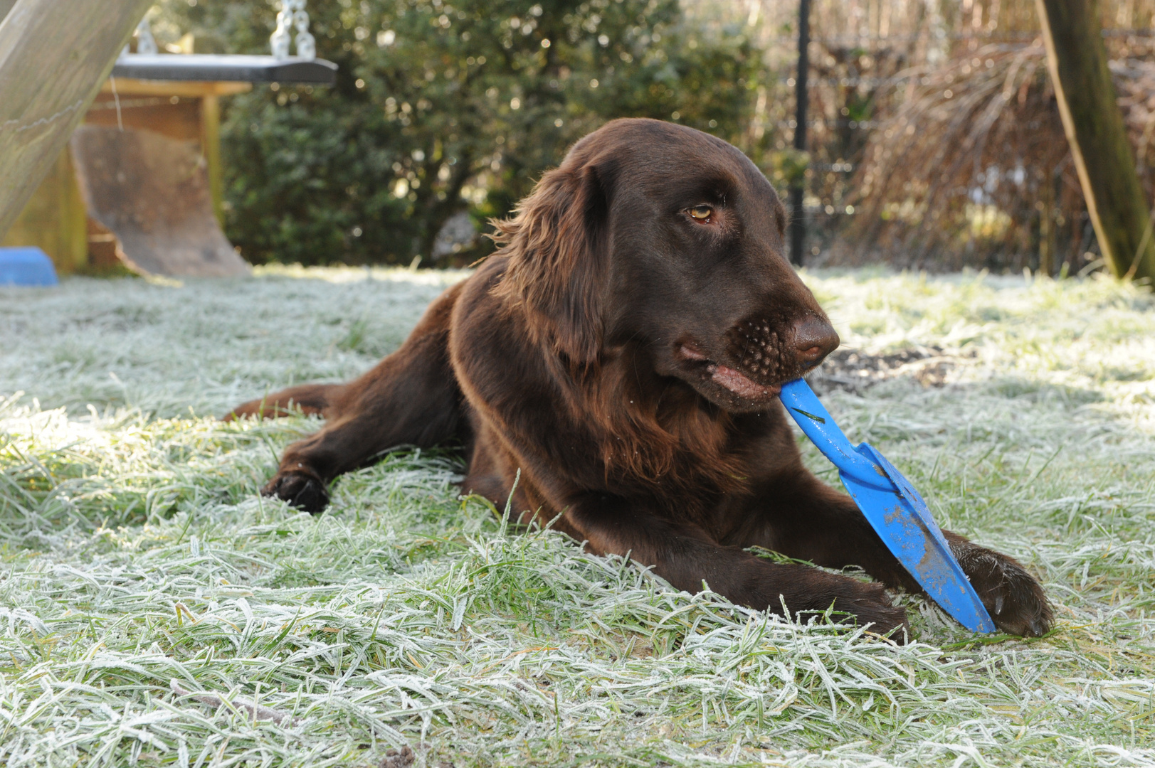 Flat-Coated Retriever