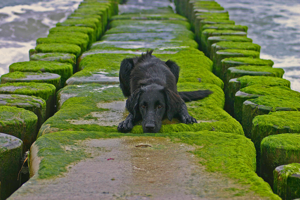 Flat coated Retriever