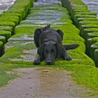 Flat coated Retriever