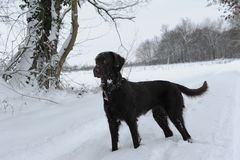 Flat Coated Retriever