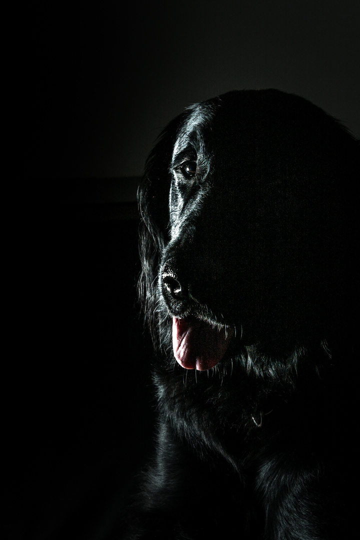 Flat-Coated Retriever