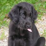 Flat coated Retriever - 8 Wochen alt :-)