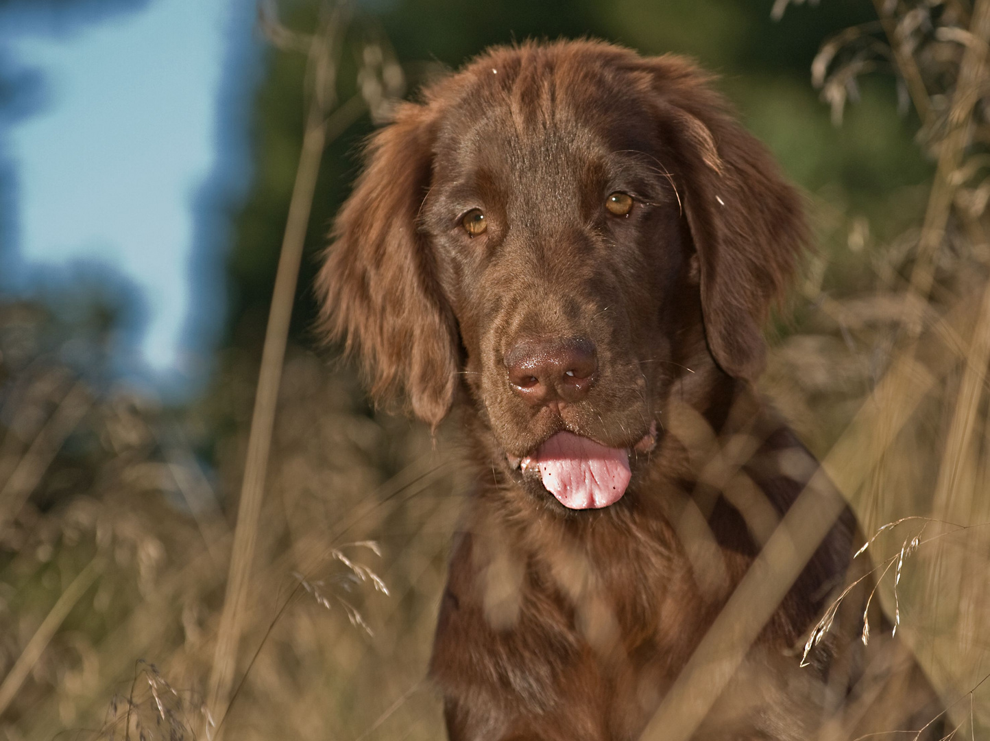 Flat Coated Retriever