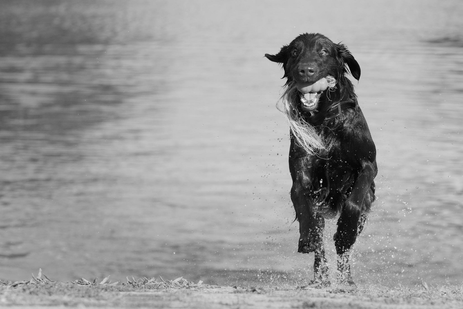 Flat-Coated Retriever 