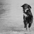 Flat-Coated Retriever 