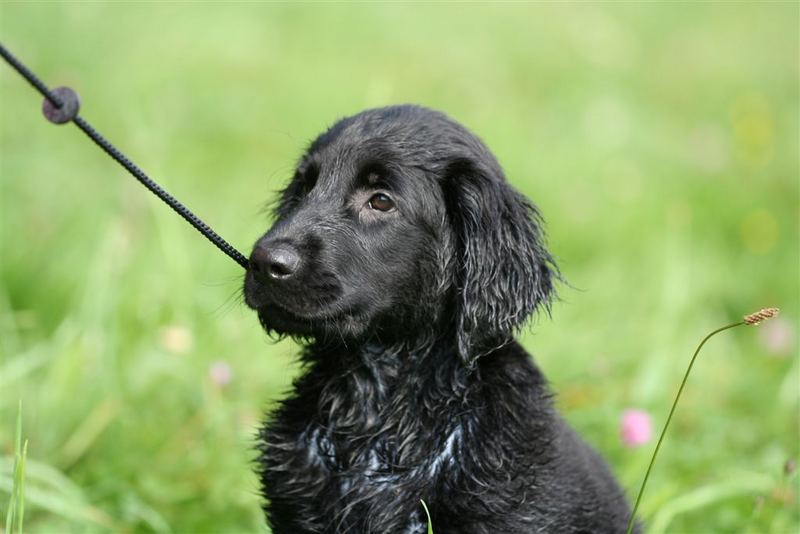 Flat Coated Retriever Baby Foto & Bild tiere, haustiere, hunde Bilder