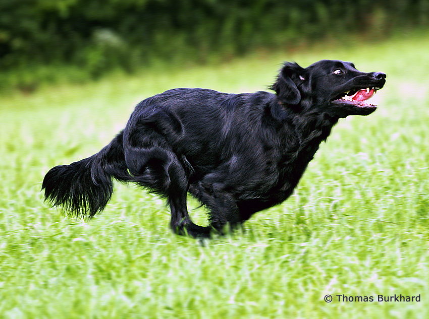 Flat-Coated Retriever bei der Arbeit