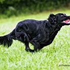 Flat-Coated Retriever bei der Arbeit