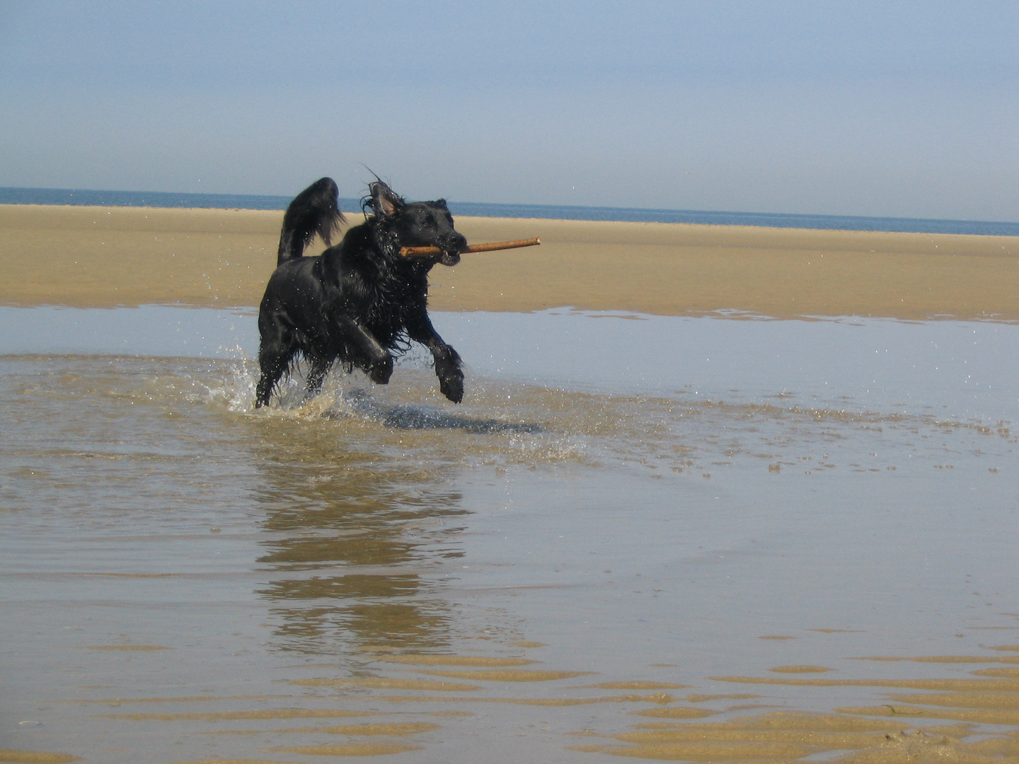 Flat Coated Retriever bei seiner Lieblingsbeschäftigung