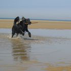 Flat Coated Retriever bei seiner Lieblingsbeschäftigung