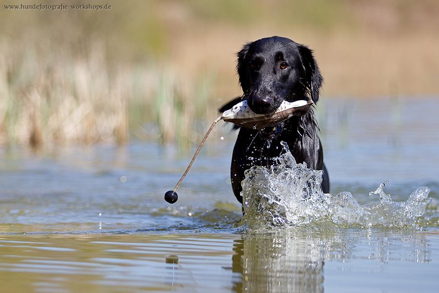 Flat-Coated Retriever beim Dummytraining