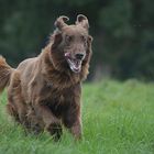 Flat Coated Retriever Berry 