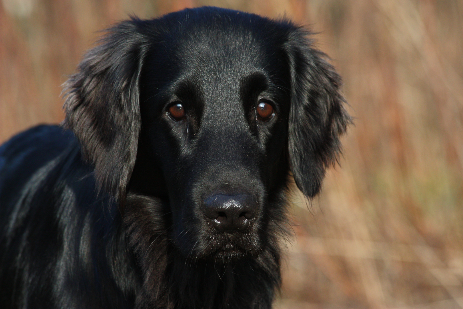 Flat coated Retriever - Colin of Semmler´s black treasure- 4 Jahre alt