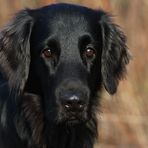 Flat coated Retriever - Colin of Semmler´s black treasure- 4 Jahre alt