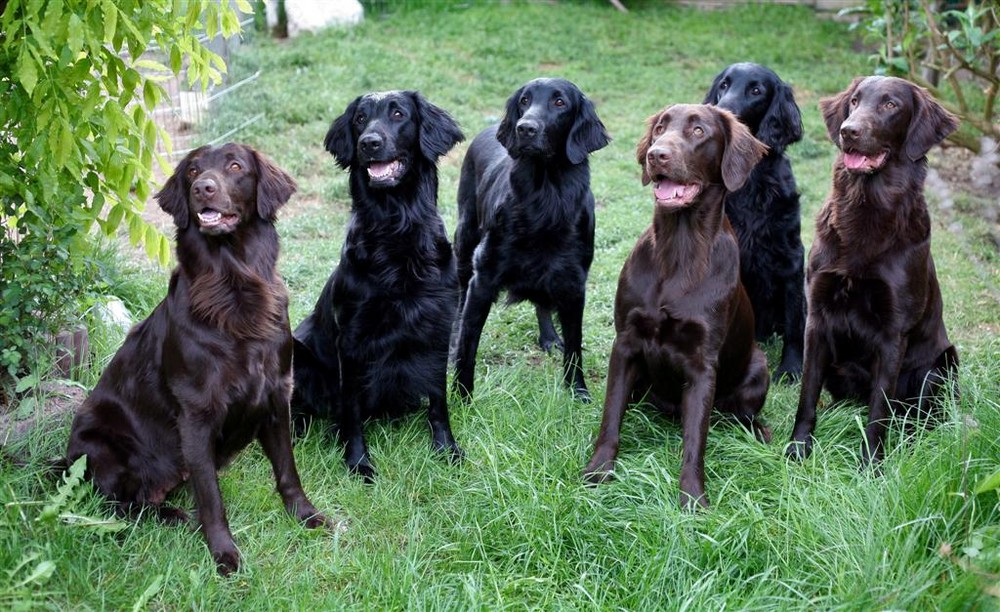 Flat coated Retriever - eine große Familie