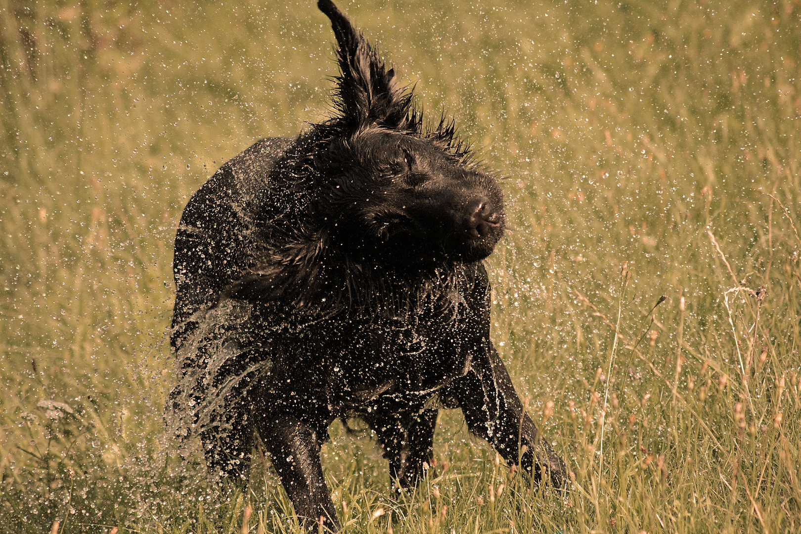 Flat coated retriever