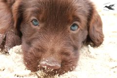 Flat Coated Retriever-Welpe 2