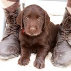 Flat Coated Retriever-Welpe