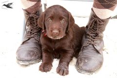 Flat Coated Retriever-Welpe