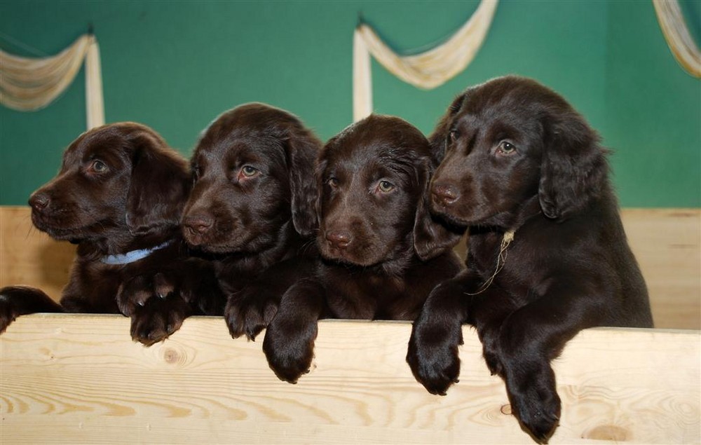 Flat Coated Retriever Welpen