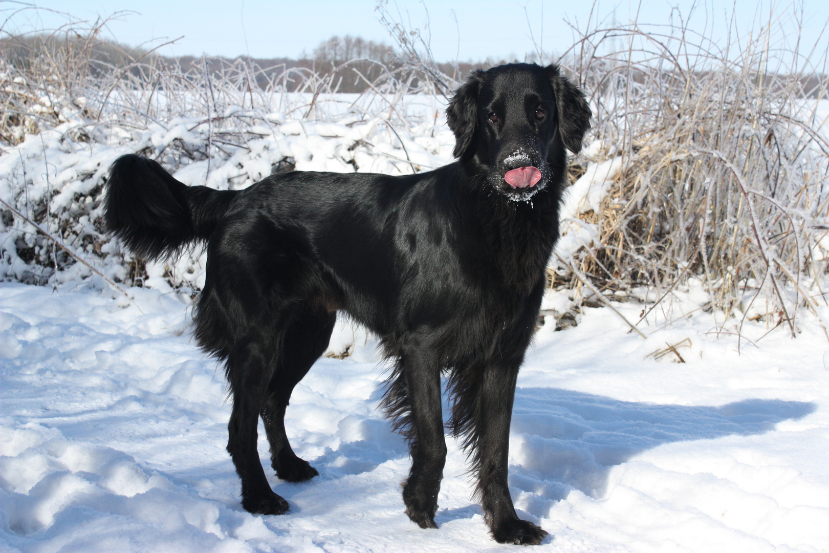 Flat coated Retriever-Winter schmeckt gut ;-)