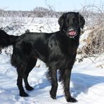 Flat coated Retriever-Winter schmeckt gut ;-)