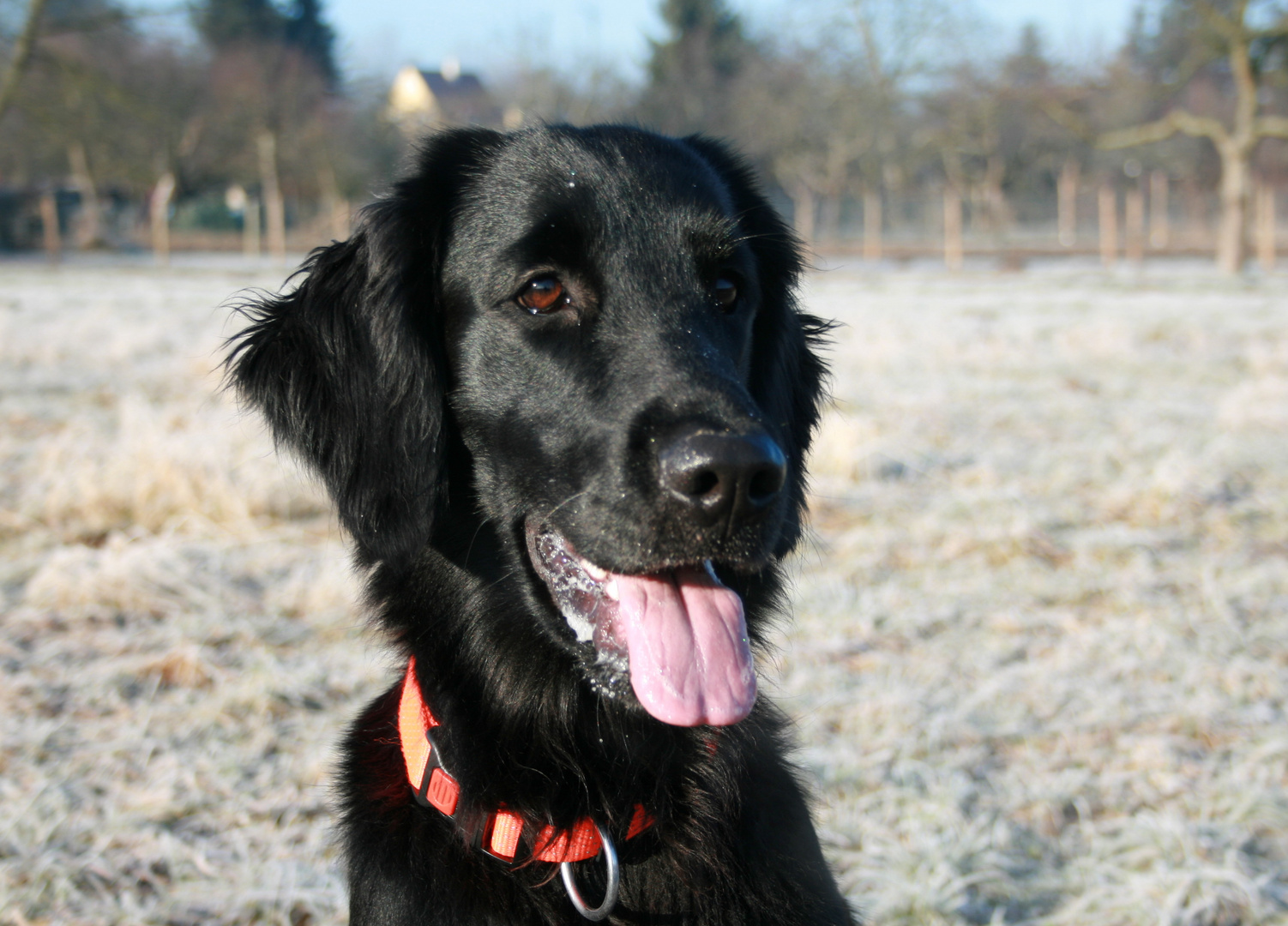 Flat Coated Retriver im Winter