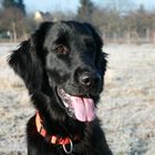 Flat Coated Retriver im Winter